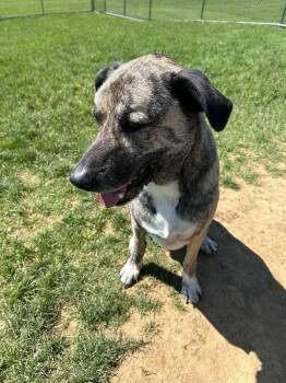 Anatolian Shepherd Dogs Available for Adoption in Rootstown, Ohio - Pound Dog-Buck #190080-Courtest Listing | PetCurious