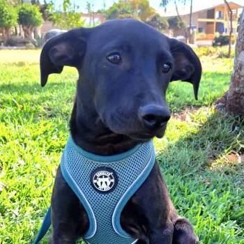 Tommy -  Labrador Retriever and Terrier Dog for Adoption in Santa Ana, California - Tommy | PetCurious