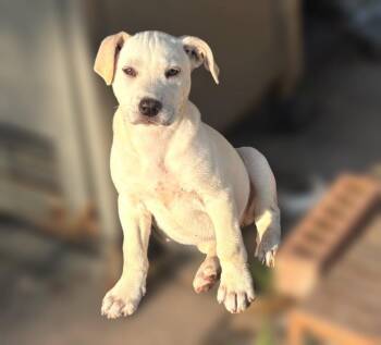 Labrador Retriever Dogs Available for Adoption in Houston, Texas - Yang | PetCurious