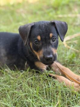 Garrett -  Rottweiler Dog for Adoption in Huntington, New York - Garrett | PetCurious