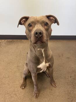 Mixed Breed Dogs Available for Adoption in Mishawaka, Indiana - Small Tot | PetCurious