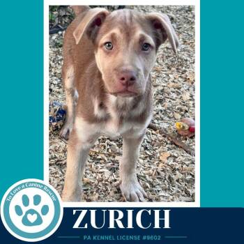 Zurich (Peaks And Pyramids Pups) 062026 -  Shepherd Dog for Adoption in Kimberton, Pennsylvania - Zurich (Peaks And Pyramids Pups) 062026 | PetCurious