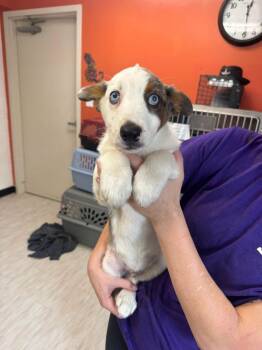 Vermax -  Australian Shepherd and Mixed Breed Dog for Adoption in Marion, Ohio - Vermax | PetCurious