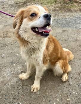 Australian Shepherd and Spaniel Dogs Available for Adoption - Honey | PetCurious