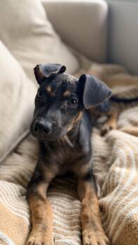 Sundae -  Miniature Pinscher Dog for Adoption in Mettawa, Illinois - Sundae | PetCurious