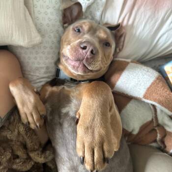 Pit Bull Terrier Dogs Available for Adoption in Philadelphia, Pennsylvania - Bobby | PetCurious