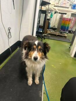 Okie -  Shetland Sheepdog Sheltie Dog for Adoption in Fruit Heights, Utah - Okie | PetCurious
