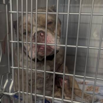 English Bulldog Dogs Available for Adoption in Chicago, Illinois - Jubilee ~ Coming Soon!!! | PetCurious