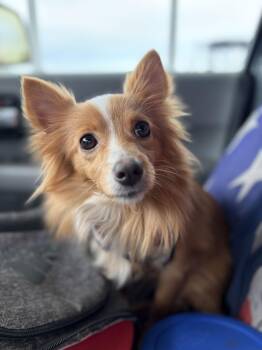 Shetland Sheepdog Sheltie and Pomeranian Dogs Available for Adoption - Pumpkin | PetCurious