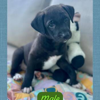 Labrador Retriever Dogs Available for Adoption - Oscar | PetCurious