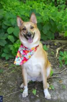 Foxy -  Carolina Dog Dog for Adoption in Churchville, New York - Foxy | PetCurious