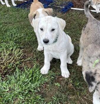 Mixed Breed Dogs Available for Adoption in Wyoming, Michigan - Kodi | PetCurious