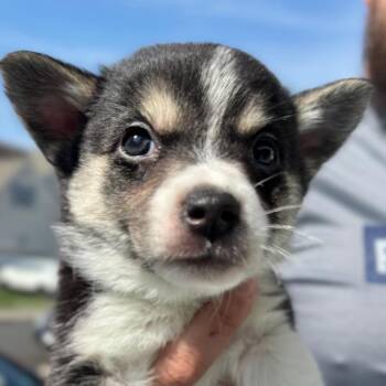 American Eskimo Dog and Pembroke Welsh Corgi Dogs Available for Adoption - TJ’s Tea Tree Tingle | PetCurious