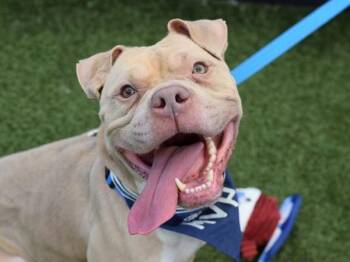 Jimmy -  Mixed Breed Dog for Adoption - Jimmy | PetCurious