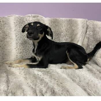 Parton in NH. Come Meet our Adoptable Dogs Wednesday-Saturday. M -  Australian Shepherd Dog for Adoption in Manchester, New Hampshire - Parton In NH. Come Meet Our Adoptable Dogs Wednesday-Saturday. M | PetCurious