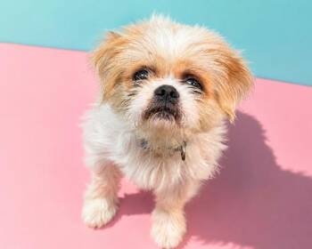 DRACO -  Mixed Breed Dog for Adoption in Jacksonville, Florida - DRACO | PetCurious