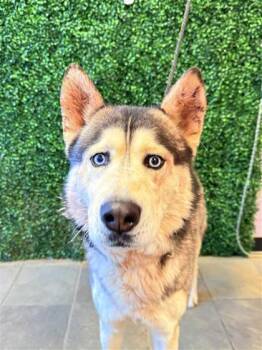 Husky and Mixed Breed Dogs Available for Adoption - 60299205 | PetCurious