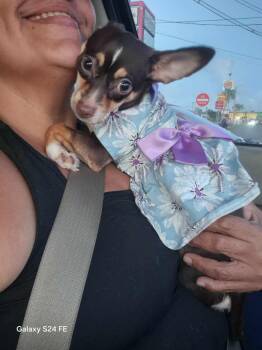 Rescue Chihuahua Dogs for Adoption in Monroe, Virginia - Samira | PetCurious