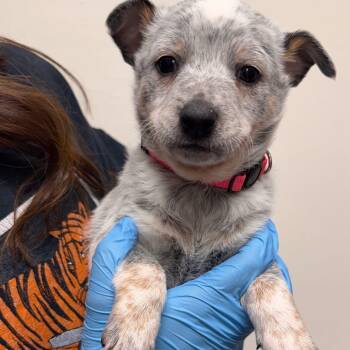 Australian Cattle Dog Blue Heeler Dogs Available for Adoption - Dunkin | PetCurious