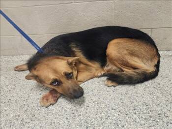Rescue German Shepherd Dog and Mixed Breed Dogs for Adoption in Conroe, Texas - GITTIA | PetCurious