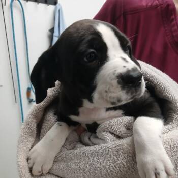 Frodo -  Terrier and Mixed Breed Dog for Adoption in Abilene, Texas - Frodo | PetCurious