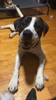 Troll -  Mixed Breed Dog for Adoption in Taycheedah, Wisconsin - Troll | PetCurious