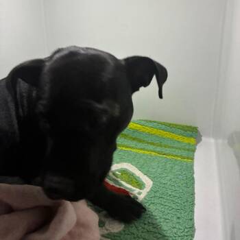 Regina -  Mixed Breed Dog for Adoption in Philadelphia, Pennsylvania - Regina | PetCurious