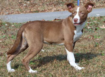 Rescue Terrier Dogs for Adoption in Prattville, Alabama - Olivia 42730 | PetCurious