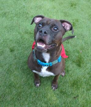 American Staffordshire Terrier and Pit Bull Terrier Dogs Available for Adoption in Calhoun, Georgia - Kage | PetCurious