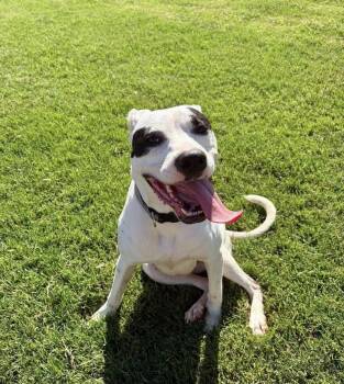 Stevie -  Pit Bull Terrier Dog for Adoption in Manchester, Connecticut - Stevie | PetCurious