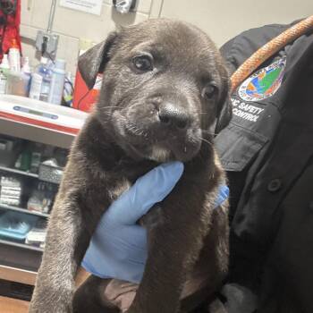 Mixed Breed Dogs Available for Adoption in Milton, Florida - Rosa | PetCurious