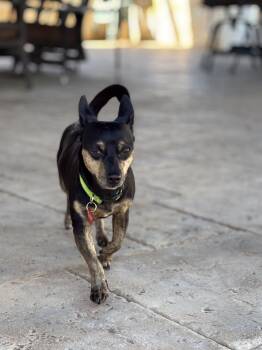 Rescue Dachshund Dogs for Adoption in Richmond, Texas - Snowcap | PetCurious