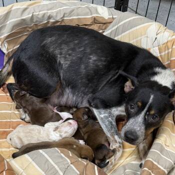 Australian Cattle Dog Blue Heeler and Cattle Dog Dogs Available for Adoption - Sabrina | PetCurious