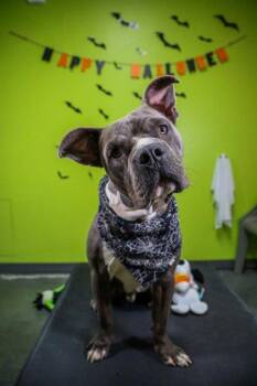 Judge Mathis -  Pit Bull Terrier and Mixed Breed Dog for Adoption in New Orleans, Louisiana - Judge Mathis | PetCurious