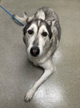 Alaskan Malamute and Mixed Breed Dogs Available for Adoption - BANDIT | PetCurious