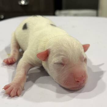 Dolly -  Australian Cattle Dog Blue Heeler and Australian Shepherd Dog for Adoption in Tampa, Florida - Dolly | PetCurious