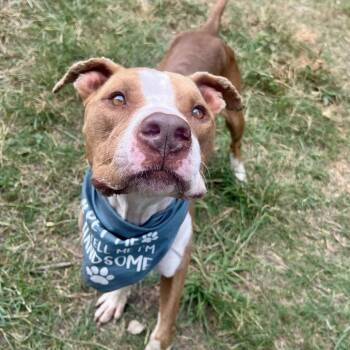 Rescue American Staffordshire Terrier Dogs for Adoption in Pittsburgh, Pennsylvania - Ripley (White Shoes) | PetCurious