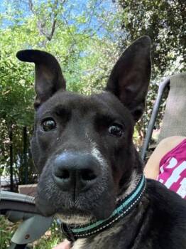 Pit Bull Terrier and Mixed Breed Dogs Available for Adoption in Malvern, Pennsylvania - Susu | PetCurious