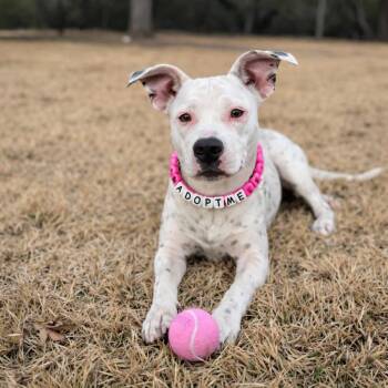 Pit Bull Terrier and Dalmatian Dogs Available for Adoption - Sweetie | PetCurious