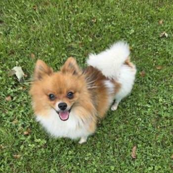 Bumi -  Pomeranian Dog for Adoption in Rochester, Minnesota - Bumi | PetCurious