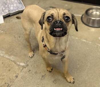 Puggle Dogs Available for Adoption in Thousand Oaks, California - Cleopawtra | PetCurious