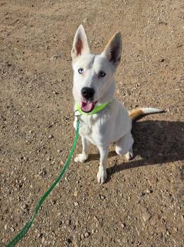 Rescue Mixed Breed Dogs for Adoption in Roosevelt, Utah - Cort | PetCurious