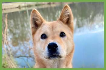 Moxie -  Jindo Dog for Adoption in Amherst, Massachusetts - Moxie | PetCurious