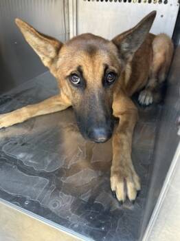 Rescue Shepherd and Mixed Breed Dogs for Adoption in Fort Worth, Texas - 59694896 | PetCurious