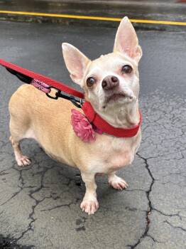 BIBI -  Chihuahua and Dachshund Dog for Adoption in Margate, Florida - BIBI | PetCurious
