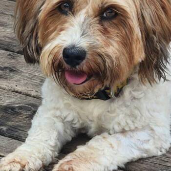 Luna -  Havanese Dog for Adoption in Vienna, Ontario - Luna | PetCurious
