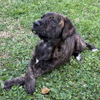 Pointer Dogs Available for Adoption - Hancock | PetCurious