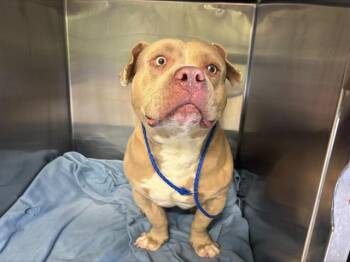 American Bulldog and Mixed Breed Dogs Available for Adoption in Grand Prairie, Texas - QUASIMODO | PetCurious