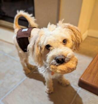 Captain -  Miniature Poodle and Terrier Dog for Adoption in Scottsburg, Indiana - Captain | PetCurious
