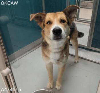 German Shepherd Dog Dogs Available for Adoption in Oklahoma City, Oklahoma - A474616 | PetCurious